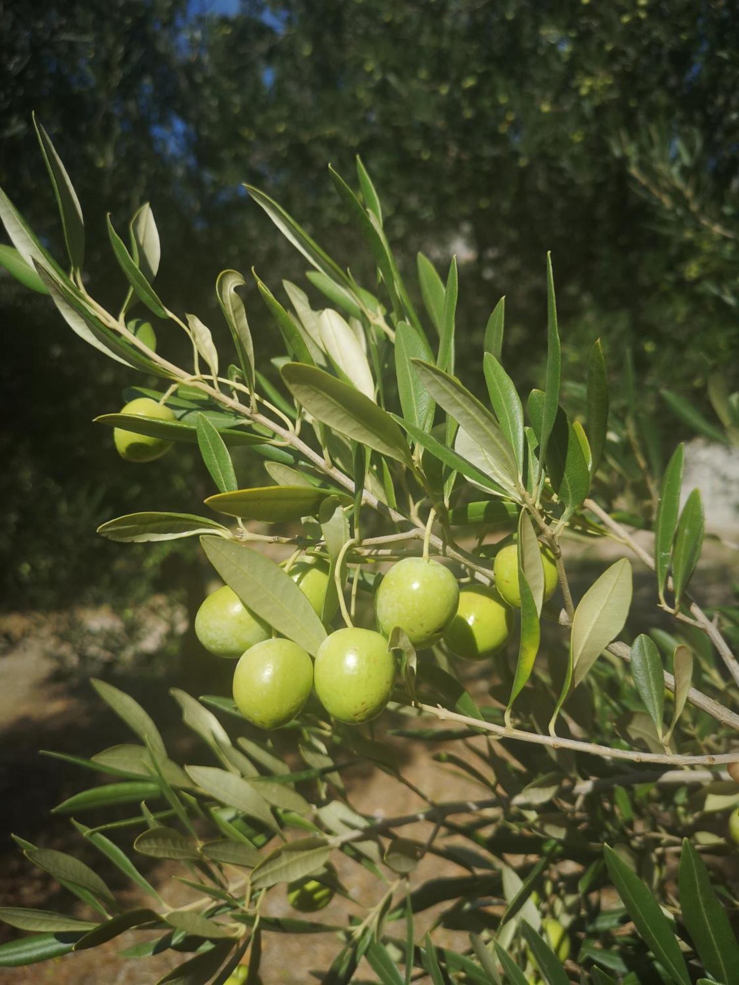 Holiday Home Oliveta Brela Εξωτερικό φωτογραφία